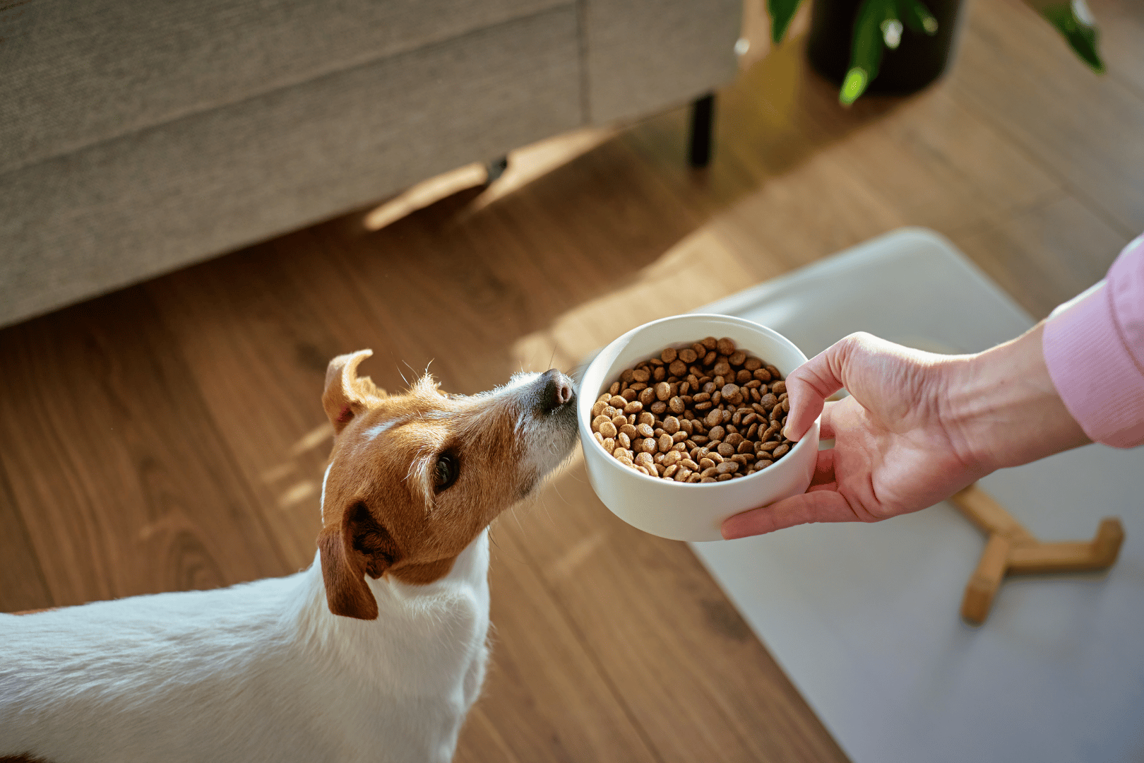 Jack Russell ruikt aan een kom hondenvoer
